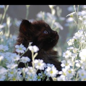 Meet your Posher, Diane